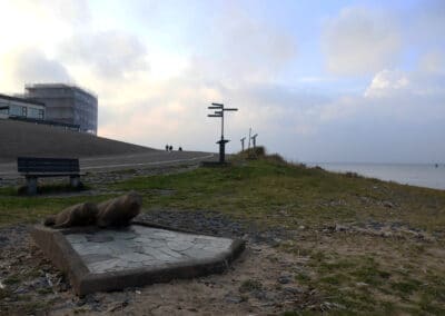 Overzichtsfoto Zeeleeuwen